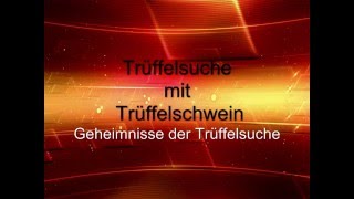 Indirekte Trüffelsuche mit Trüffelschwein in Deutschland