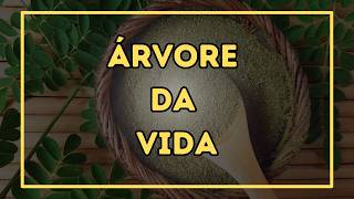 Moringa: Como Lucrar R$ 300 Mil com a Planta Milagrosa em Apenas 1 Hectare!