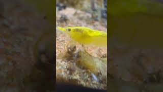 Yellow shrimp having a blast