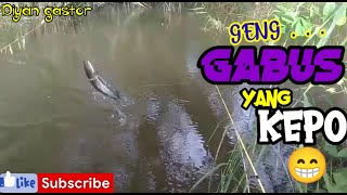 sekelompok ikan GABUS yang tersesat//spot mancing MERAUKE PAPUA