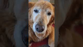 Feed Me Old Man! Titan age 13 #lovegoldens #dog #puppy #goldens #dogbreed #goldenretriever