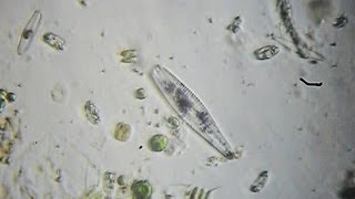 Diatoms