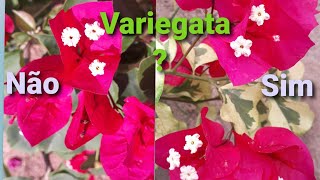 Variegação /Você sabe o que é? Planta variegata/Conheça agora!