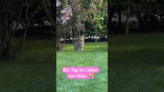 Ein Nachmittag im Leben von Kater Maxi 😹lustige Katzenvideos 😻 #shorts #cats