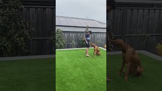 Daily Vizsla Training…