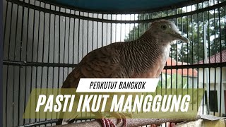 PANCINGAN PERKUTUT BANGKOK