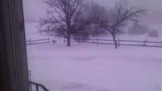 Dogs playing in snow