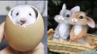 Cutest baby animals video compilation cute moment of the animals - cute animals