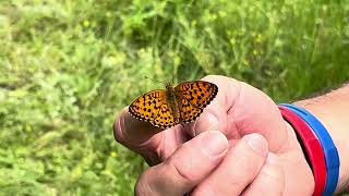 ヒョウモンチョウBrenthis daphne (Marbled Fritillary) 2024/06/26 Col de la Lombarde 1150m France