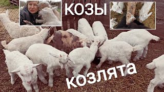 ❤️ Кормление козлят зерном 19 марта 2020. Коза не приняла козлёнка. Как его кормить.