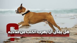 ما الذي يجعل الكلاب تهرب من منزلها؟ | ماوكلي