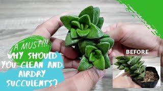 How to CLEAN and AIR DRY succulents WITHOUT chemicals (CARE TIPS after buying + EXPERIMENT!)