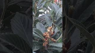 Loquat flowers bloom 枇杷花开 #Shorts (11-26-2024)