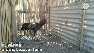 line yokere jr kandang babadan farm