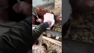 Feeding the calves