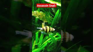 Assassin Snail | Anentome Helena