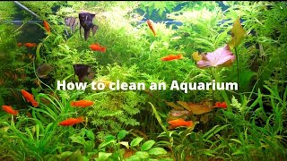 Aquarium cleaning #akvaryumtemizlik #aquarium #akvaryumbalığı akvar