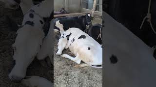 #animals #trending #viral #cow #breeding #motivation #shortvideo #phddairywala #ytshorts