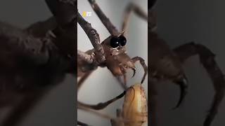 Biggest Eye Spider VS Victim #shorts