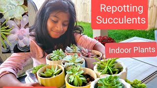 Indoor Plants|Succulent |Home Gardening|Kids  Activity|Live Plants|Home Decor