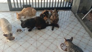 Sedekah memberi makan kucing//balasannya di luar dugaan