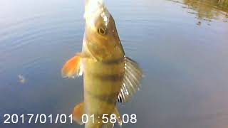 Fishing in Ireland royal canal Perch