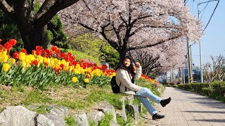 Solo Travel Korea Day 9! Fubuki at Samnak Eco Park! Long bus ride to Haedong Yonggungsa Temple!