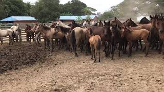 Caballos en Barley