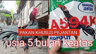 pakan ayam Bangkok khusus pejantan