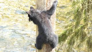 Black Bears at Anan Creek