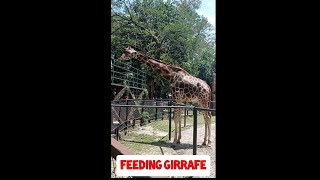 girrafe in Surabaya zoo #shorts