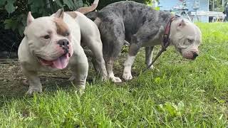 Natural breeding #americanbully #dog #pocketsizebully #merlebully