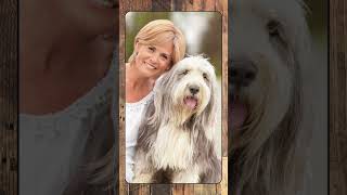 Bearded Collie, Breed Spotlight Shorts