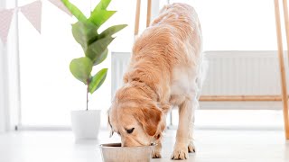 Creating a Pet-Friendly Backyard for Your Golden Retriever