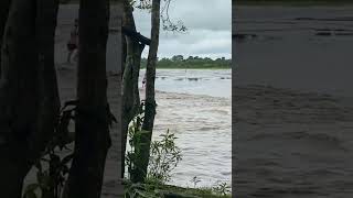 subhanallah arus nya sangat deras di riau indonesia tidal bore #shortvideo #ombak #ombakbesar