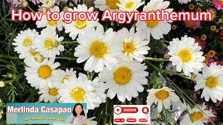 How to grow Argyranthemum ​ - Pinay Countrylife #flowers  #garden  #viral  #gardening #plants