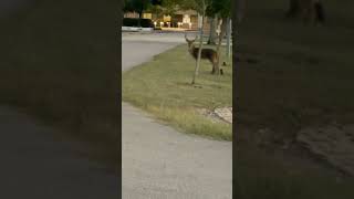 Are deer really attracted to cameras? #explore #trending #short #shorts