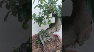 Hồng Cẩm Thạch Bonsai Đang Trái - Tuấn Bonsai LH 0378506569 #hongcamthach #caycanh #bonsai #hong