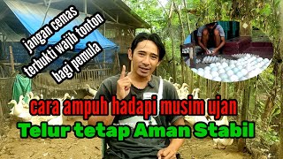 cara ampuh hadapi musim ujan Telur tetap Aman Stabil