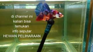 Cupang Kontes - BETTAFISH #shorts