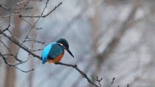 Зимородок ловит рыбу | Kingfisher