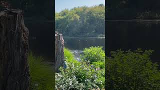 #animals #shorts #birds #swan #wildlife Swans on the Concord River