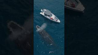 GIANT WHALE investigates SMALL BOAT!