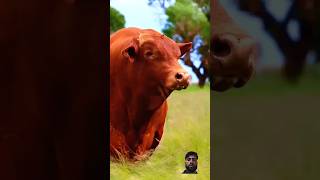 A cow's day in close up ❤️#cow #bull #animal #cowform #viral #shorts