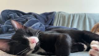 my kitten sleeps after a good bedtime story