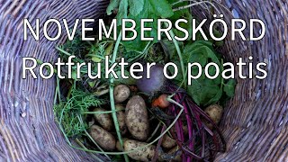 Skörda potatis o rotfrukter i november?