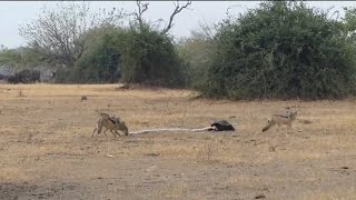 THE HONEY BADGER VERSUS THE SNAKE AND THE JACKAL.  #snake #honeybadger #jackal #fearless #animals