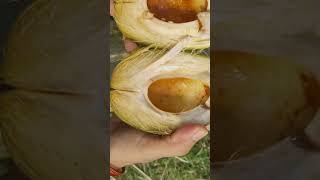 amezing mid-smaller  coconut 🥥  cutting #trending #ytshorts #nature #coconutcutting #villagelife