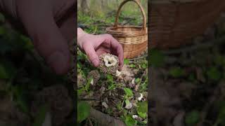 Morel Mushroom Hunting #shorts - Morchella vulgaris #morelmushrooms #morels #mushroom #fungi #tasty