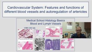 Cardiovascular System- Features & Functions of different blood vessels/autoregulation of arterioles